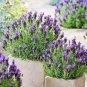 French Provence Lavender Plant Beautiful Flower 200 Seeds