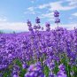 French Provence Lavender Plant Beautiful Flower 200 Seeds