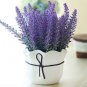 French Provence Lavender Plant Beautiful Flower 200 Seeds
