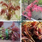 Cedrela Sinensis Chinese Toon Organic Vegetable 100 seeds