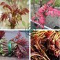 Cedrela Sinensis Chinese Toon Organic Vegetable 100 seeds