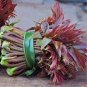 Cedrela Sinensis Chinese Toon Organic Vegetable 100 seeds