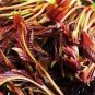 Cedrela Sinensis Chinese Toon Organic Vegetable 100 seeds