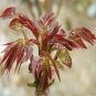 Cedrela Sinensis Chinese Toon Organic Vegetable 100 seeds