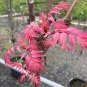 Cedrela Sinensis Chinese Toon Organic Vegetable 100 seeds