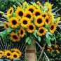 Mini Multi-Colored Dwarf Sunflower Bonsai Perennial Flower 60 Seeds