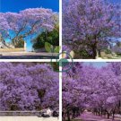 Heirloom Delonix Regia Purple Red Flame Tree 20 seeds