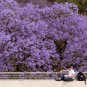 Heirloom Delonix Regia Purple Red Flame Tree 20 seeds