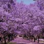 Heirloom Delonix Regia Purple Red Flame Tree 20 seeds
