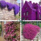 Perfume Rainbow Climbing Plants Coulourful Rock Cress Flower 200 Seeds
