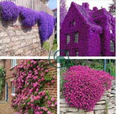 Perfume Rainbow Climbing Plants Coulourful Rock Cress Flower 200 Seeds