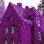 Perfume Rainbow Climbing Plants Coulourful Rock Cress Flower 200 Seeds