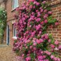 Perfume Rainbow Climbing Plants Coulourful Rock Cress Flower 200 Seeds
