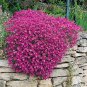 Perfume Rainbow Climbing Plants Coulourful Rock Cress Flower 200 Seeds