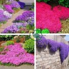 Rare Rock Cress Bonsai Climbing Plant 200 seeds
