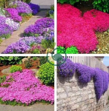Rare Rock Cress Bonsai Climbing Plant 200 seeds