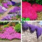 Rare Rock Cress Bonsai Climbing Plant 200 seeds