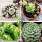 Greenovia Flowers Seeds Green Mountain Rose Succulent Plants 200 seeds