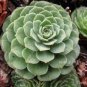 Greenovia Flowers Seeds Green Mountain Rose Succulent Plants 200 seeds
