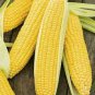 Yellow Sweet Corn 200 seeds