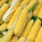 Yellow Sweet Corn 200 seeds