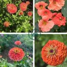 Heirloom Lady Gardener Double Bloom Light 100 Seeds