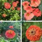 Heirloom Lady Gardener Double Bloom Light 100 Seeds