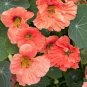 Heirloom Lady Gardener Double Bloom Light 100 Seeds