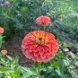 Heirloom Lady Gardener Double Bloom Light 100 Seeds