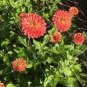 Heirloom Lady Gardener Double Bloom Light 100 Seeds
