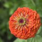 Heirloom Lady Gardener Double Bloom Light 100 Seeds
