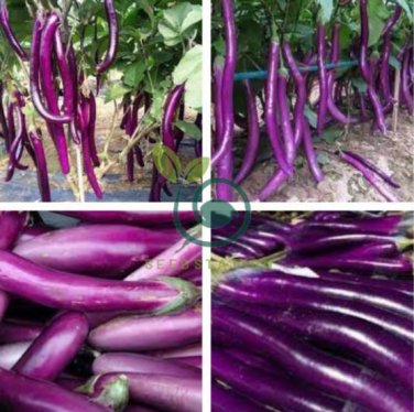 Hangzhou Purple Red Eggplant 200 seeds