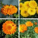 Calendula 100 Seeds