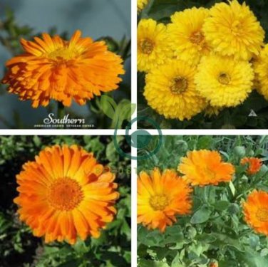 Calendula 100 Seeds