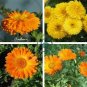 Calendula 100 Seeds
