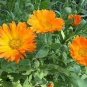 Calendula 100 Seeds