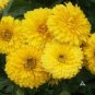 Calendula 100 Seeds