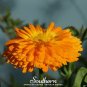 Calendula 100 Seeds