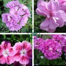 Geranium Light Pinkish White Double Petals with Purple 20 Seeds