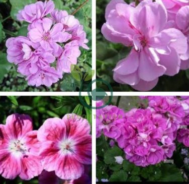 Geranium Light Pinkish White Double Petals with Purple 20 Seeds