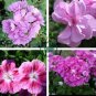 Geranium Light Pinkish White Double Petals with Purple 20 Seeds