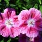 Geranium Light Pinkish White Double Petals with Purple 20 Seeds