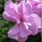 Geranium Light Pinkish White Double Petals with Purple 20 Seeds