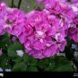 Geranium Light Pinkish White Double Petals with Purple 20 Seeds