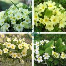 Primula Vulgaris Mix Common Primrose Flower 60 seeds