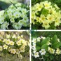 Primula Vulgaris Mix Common Primrose Flower 60 seeds