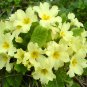 Primula Vulgaris Mix Common Primrose Flower 60 seeds