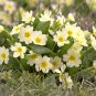 Primula Vulgaris Mix Common Primrose Flower 60 seeds
