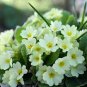 Primula Vulgaris Mix Common Primrose Flower 60 seeds