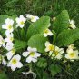 Primula Vulgaris Mix Common Primrose Flower 60 seeds
